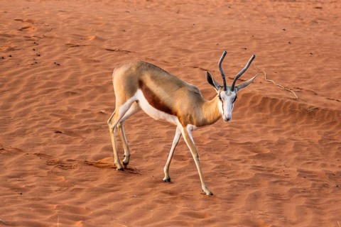Springbok on the red dunes of the Kalahari desert, Namibia