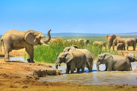 African Elephants near a large pool and others inside the water that cool down with mud. Addo