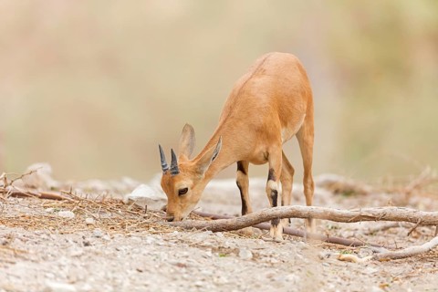 Nubian ibex, Nubian ibex, (Capra nubiana), animals, mammal, young animal, animal kids, Ein Gedi