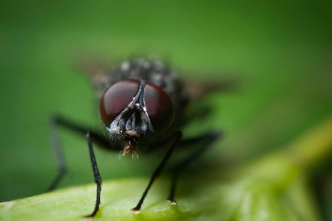 Frontal full body view of a housefly (Musca domestica) sitting quietly on a leaf