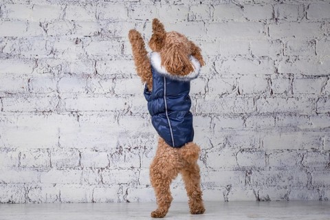 Small funny dog of brown colour with curly hair of toy poodle breed posing in clothes for dogs.
