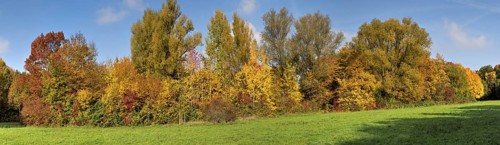 Trees and treetops of an autumnal, deserted, idyllic deciduous forest with meadow in the warm