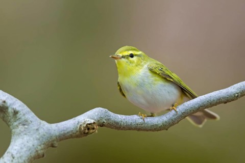 Wood warbler, (Phylloscopus sibilatrix), animals, birds, songbirds, perch, biotope, habitat,