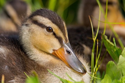 Mallard, chick, juvenile, baby duck, swims in the water, sideways, (Anas platyrhynchos), female,