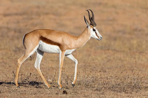 Springbok, Springbok, (Antidorcas marsupialis), animals, mammals, group of gazelle-like animals,