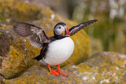 Puffin, Atlantic Puffin, (Fratercula arctica), animals, birds, alcid family, sits, rocks, Atlantic