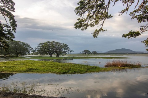 Landscape photography in a subtropical climate. Lagoon or marshland at a lake, evening shot at