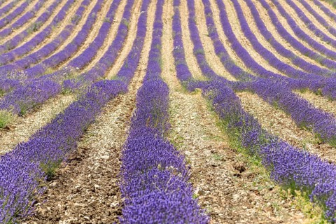 Lavender fields in bloom in Provence. Valensole Plateau (Alpes-de-Haute-Provence) Pays de Sault