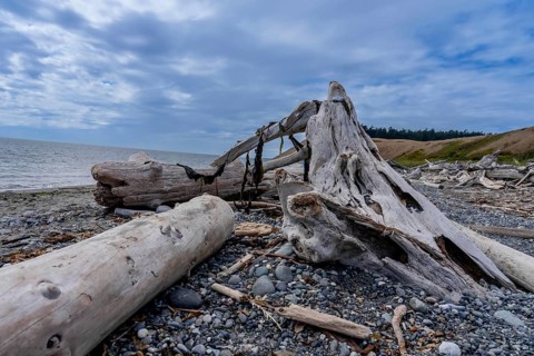 Large pieces of driftwood sit on a beach on the Oregon coastline on a beautiful summers day