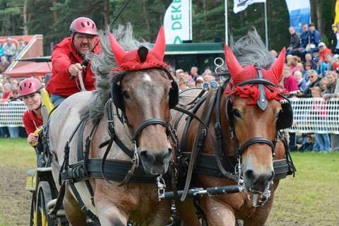 Cold-blooded horses as the titans of the race in Brück, Brandenburg