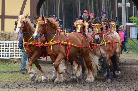Cold-blooded horses as the titans of the race in Brück, Brandenburg