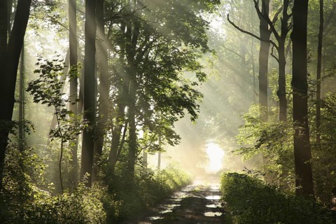 Dirt road among maple trees after rainfall on a foggy spring morning