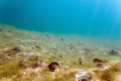 Underwater freshwater flora rivers, lakes, pond