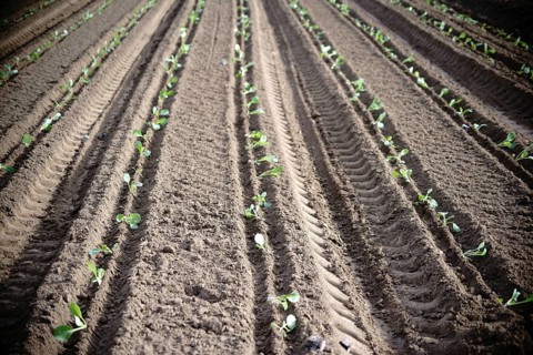 The fresh furrows of a freshly ploughed field in spring with freshly planted white cabbage