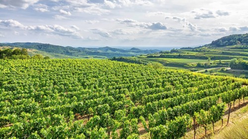 An image of an aerial view vineyard scenery at Kaiserstuhl Germany