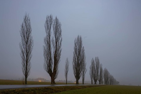 Foggy atmosphere at the Napoleonstraße/Liliensteinstraße in Saxon Switzerland, Ebenheit, Saxony,