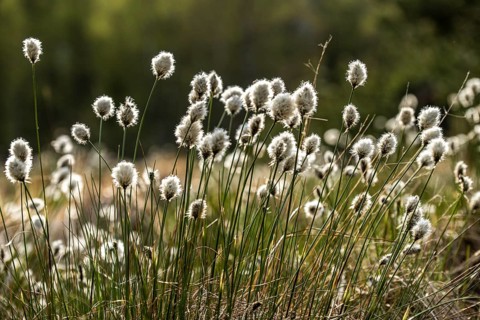 Cottongrass in the Black Moor/Rhön