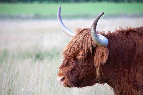 Red Galloway cattle