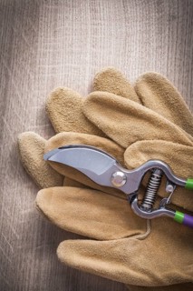 Sharp garden pruner and working leather safety gloves on wooden board agriculture concept