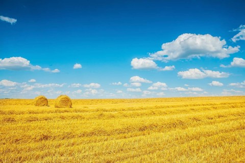 Harvested fileld of wheat with two bales of a straw