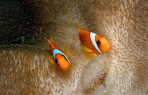 Two Red Sea Anemonefish, Amphiprion bicinctus, Djibouti, Djibouti, Africa, Afar Triangle, Gulf of
