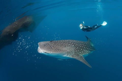 Whale shark and snorkeller, Rhincodon typus, Cenderawasih Bay, West Papua, Indonesia