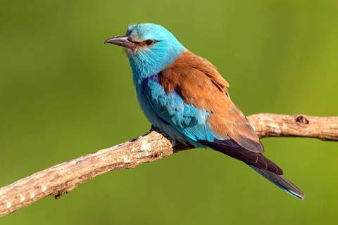 European roller (Coracias garrulus), on perch, Tower Hide, Tiszaalpár, Kiskunsági National Park,
