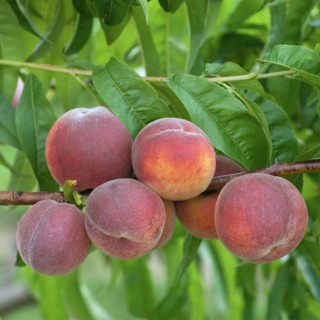Peach (Prunus persica 'Triumph'), Marquardt, Brandenburg, Germany