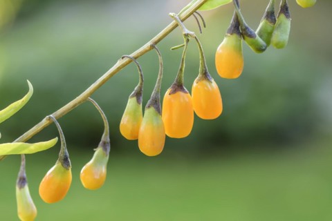Goji berry (Lycium barbarum AMBER SWEET), BS Sämann, Bautzen, Saxony, Germany