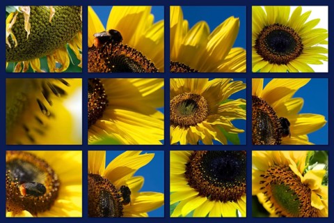 Composition of yellow and blue with many sunflowers. Yellow Sunflowers with blue summersky