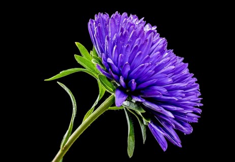 Blooming violet aster Lady Coral isolated on a black background. Flower head close-up, Odessa,