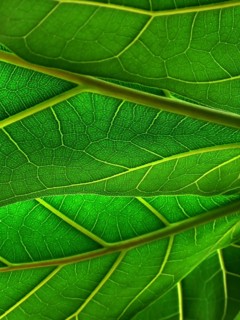 Green leaves