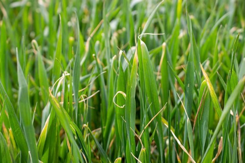 Dried wheat leaf tips, winter wheat disease from herbicide application and low temperatures