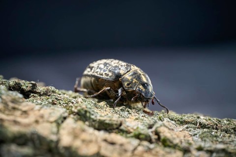 Rare Walker, Polyphylla fullo, on the bark of a tree