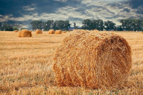 Wheat straw rolls on the field at sunset