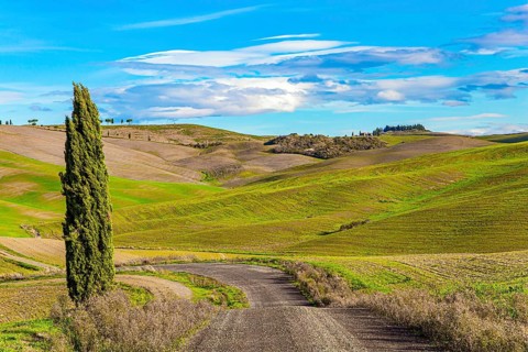 Dirt road among green grassy hills. Magnificent cypress alley. The beauty of the province of