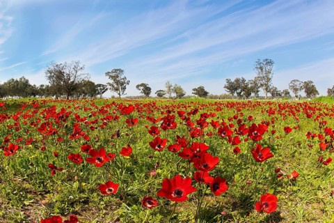 Early spring in Israel. Kibbutz Beeri in the south of the country, on the border with the Gaza