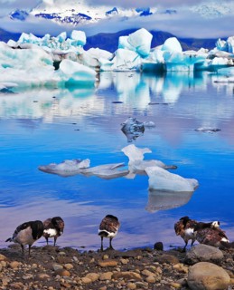 Floes floating in the ocean, and polar birds on the shore of the lagoon are reflected in the ocean.