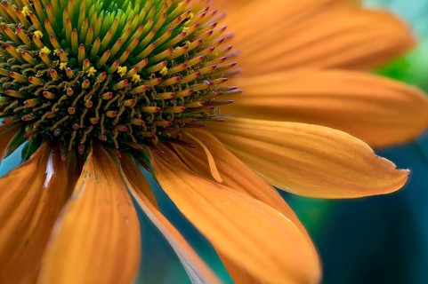 Echinacea purpurea, orange strain, part of the flowerhead