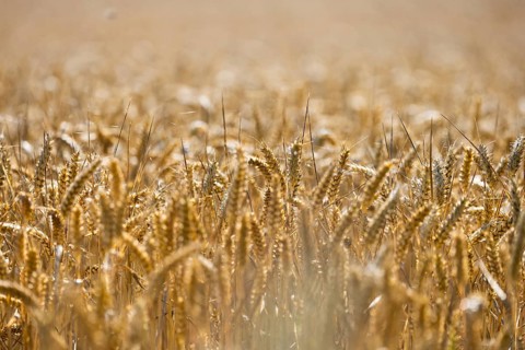 Sunny wheat field with many ripe golden ears, Coxhill, Shepherdswell, Dover, Kent, Great Britain