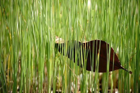 A row of plant stems of the dwarf bulrush protrudes from the boggy water surface with a tangled