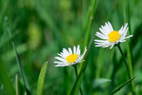 Spring flowers daisies close up