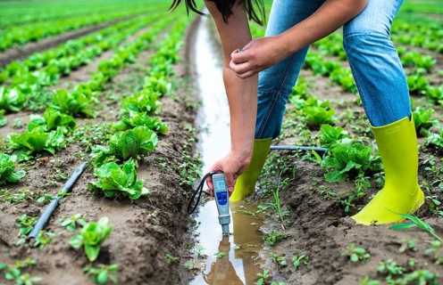 Woman mesures irrigation water with digital PH meter in watering canal. Lettuce plants