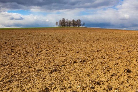 Group of trees on plowed field. Spring landscape and dramatic sky on the empty field