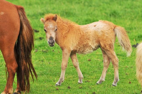 Very young little horse foal