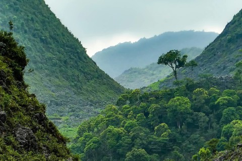 Typical Vietnamese landscape in spring with green vegetation