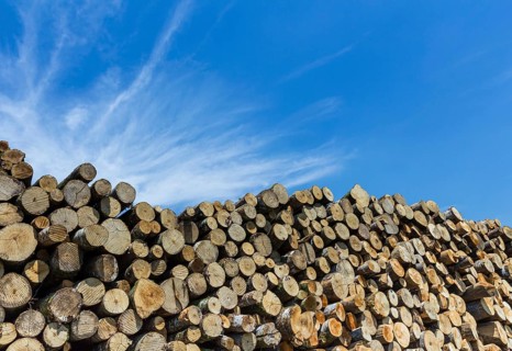Large quantity of cut and stacked pine timber waiting to be transported, prepared for winter felled