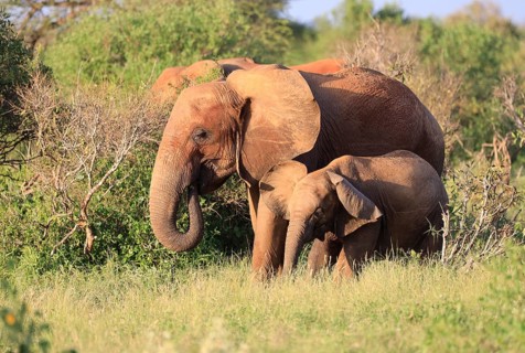 Elephants with red skin because of dust in Tsavo East National Park, Kenya