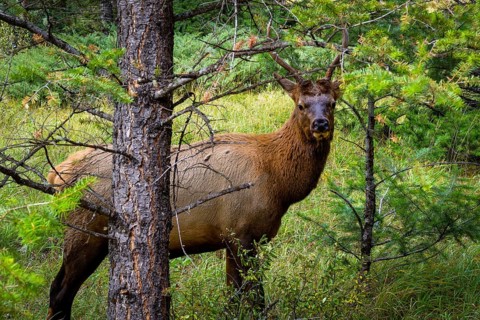 Wapiti in Beautiful autumn landscape scene in mountain in background in Jasper National Park west