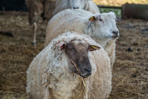 A sheep in the foreground chewing hay, others in the background in the barn, ramsdorf, münsterland,